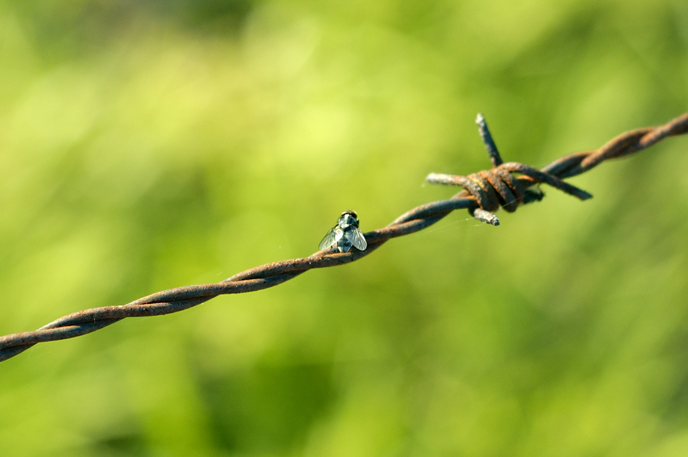 Stacheldraht mit Fliege