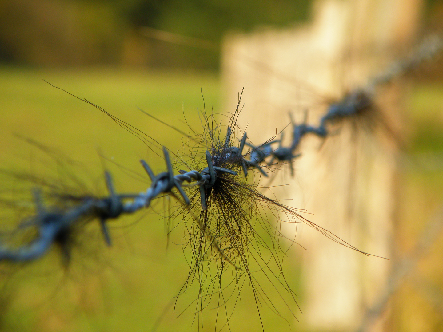 Stacheldraht mit Haaren