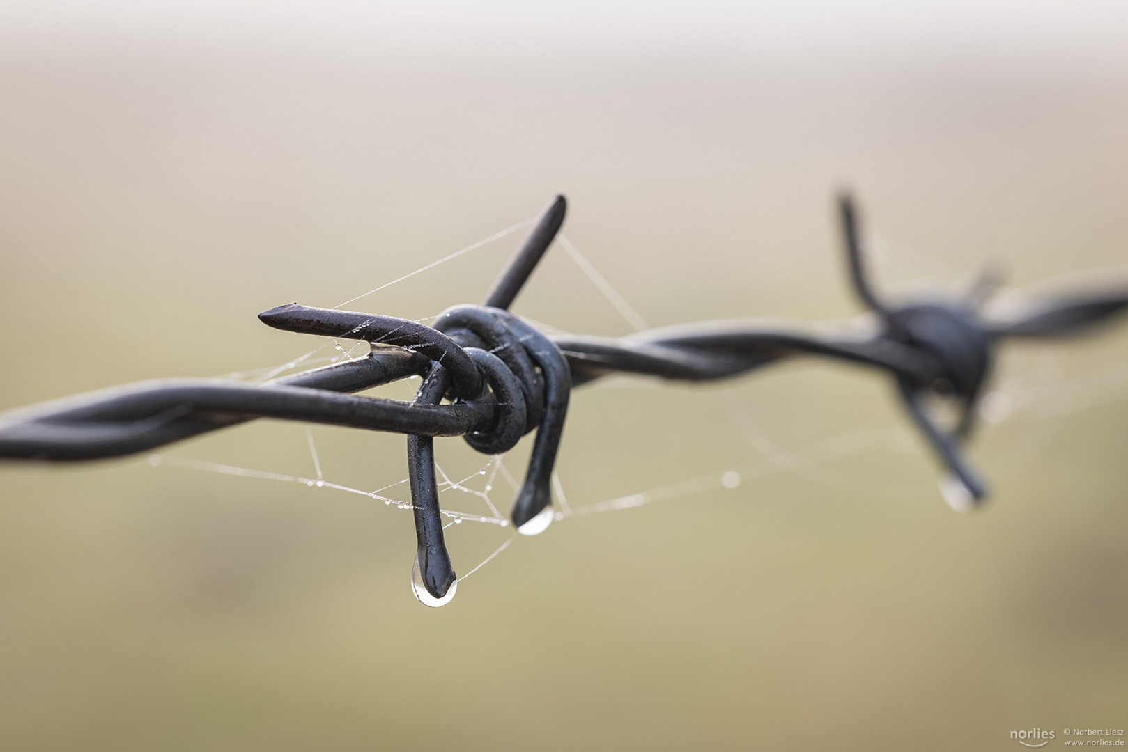 Stacheldraht mit Spinnennetz