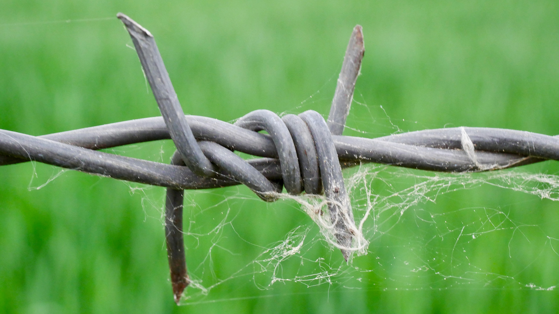 Stacheldraht mit Spinnweben