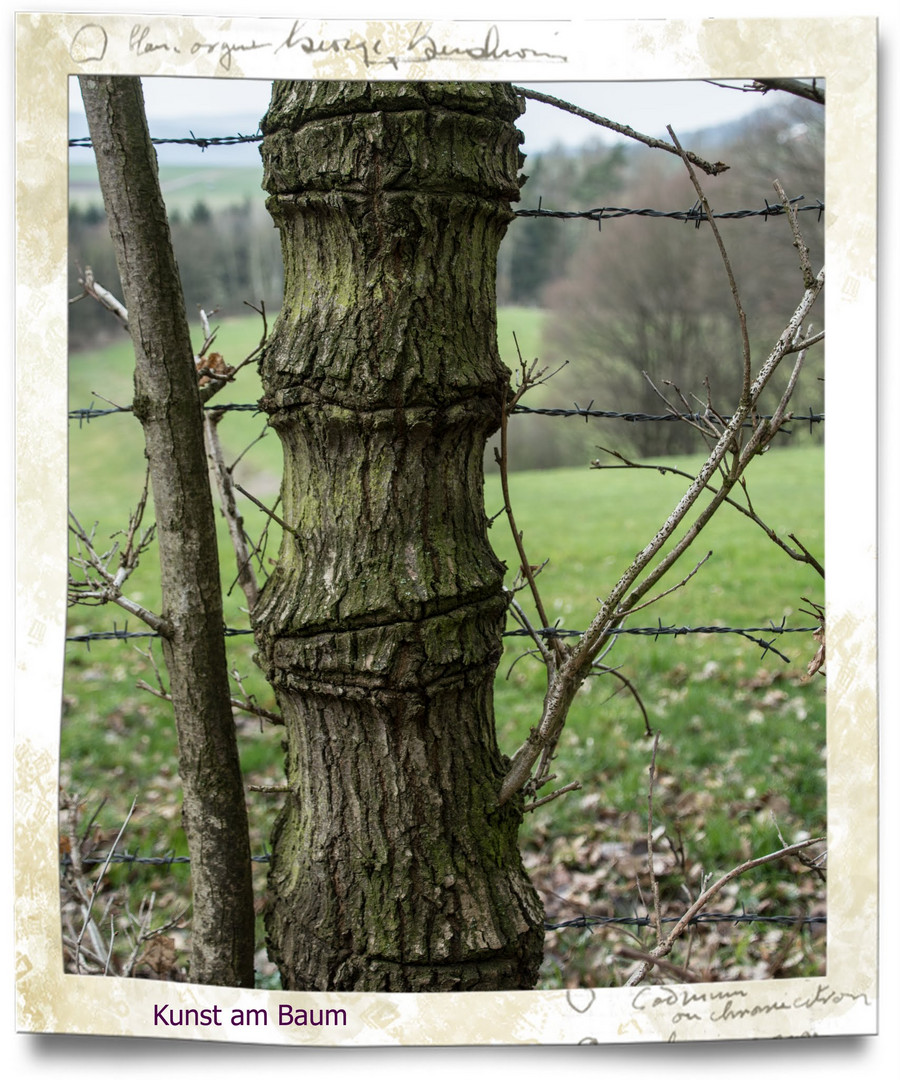 Stacheldraht- Ringe im Baum