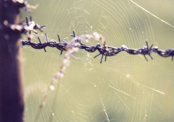 Stacheldraht und Spinnennetz - für gross und klein eine Falle