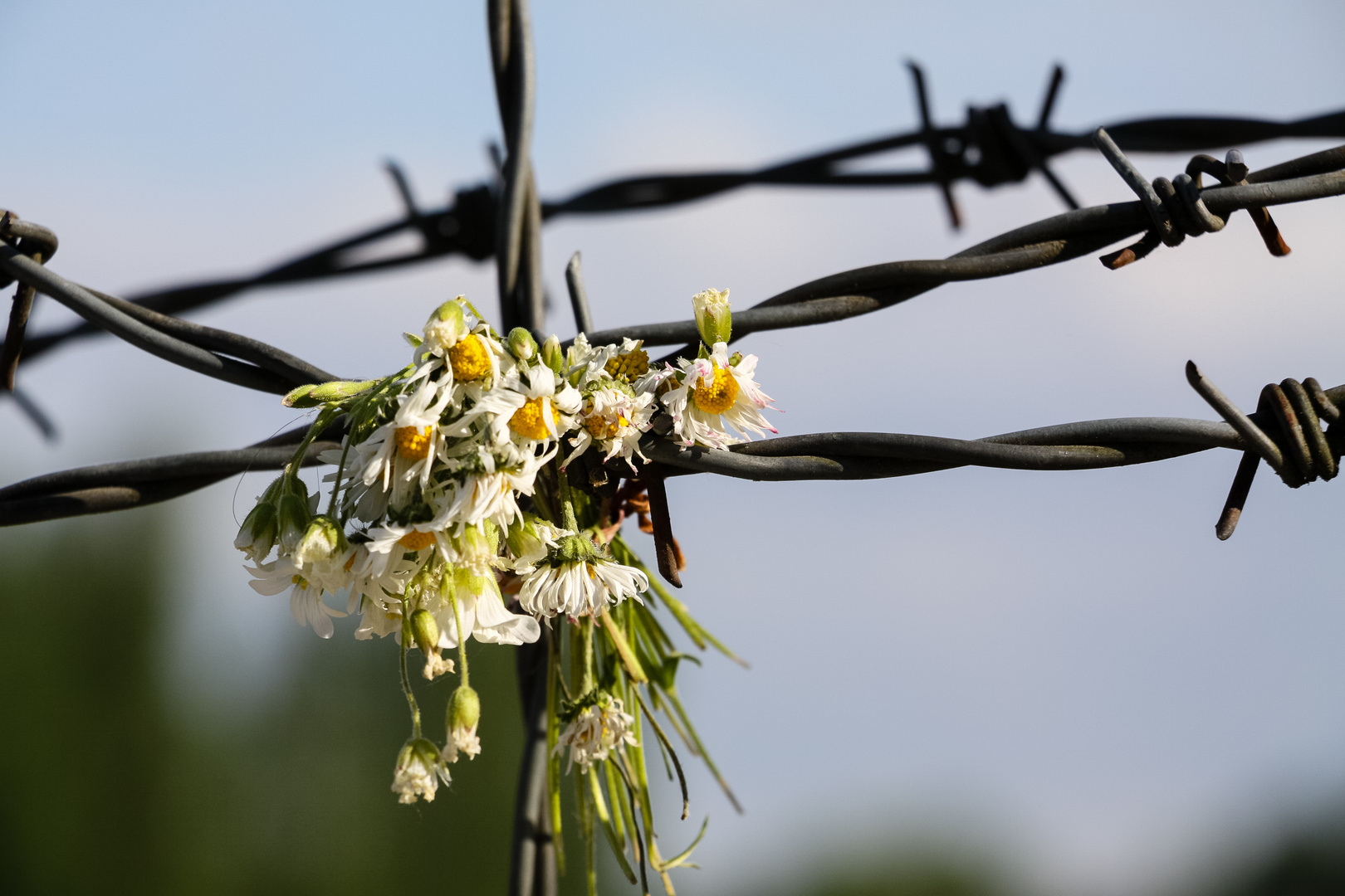 Stacheldraht und verwelkte Blumen