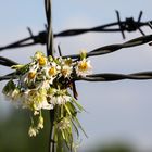 Stacheldraht und verwelkte Blumen