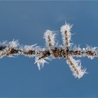 Stacheldraht vom eisigen Frost umschlossen  .....