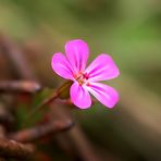 Stacheldrahtblume