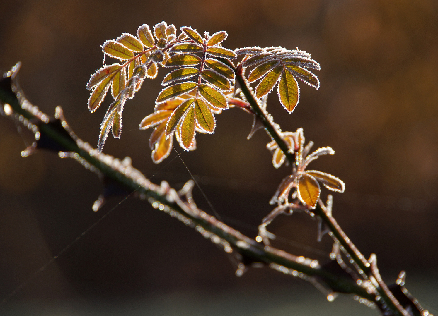 Stacheldrahtrose