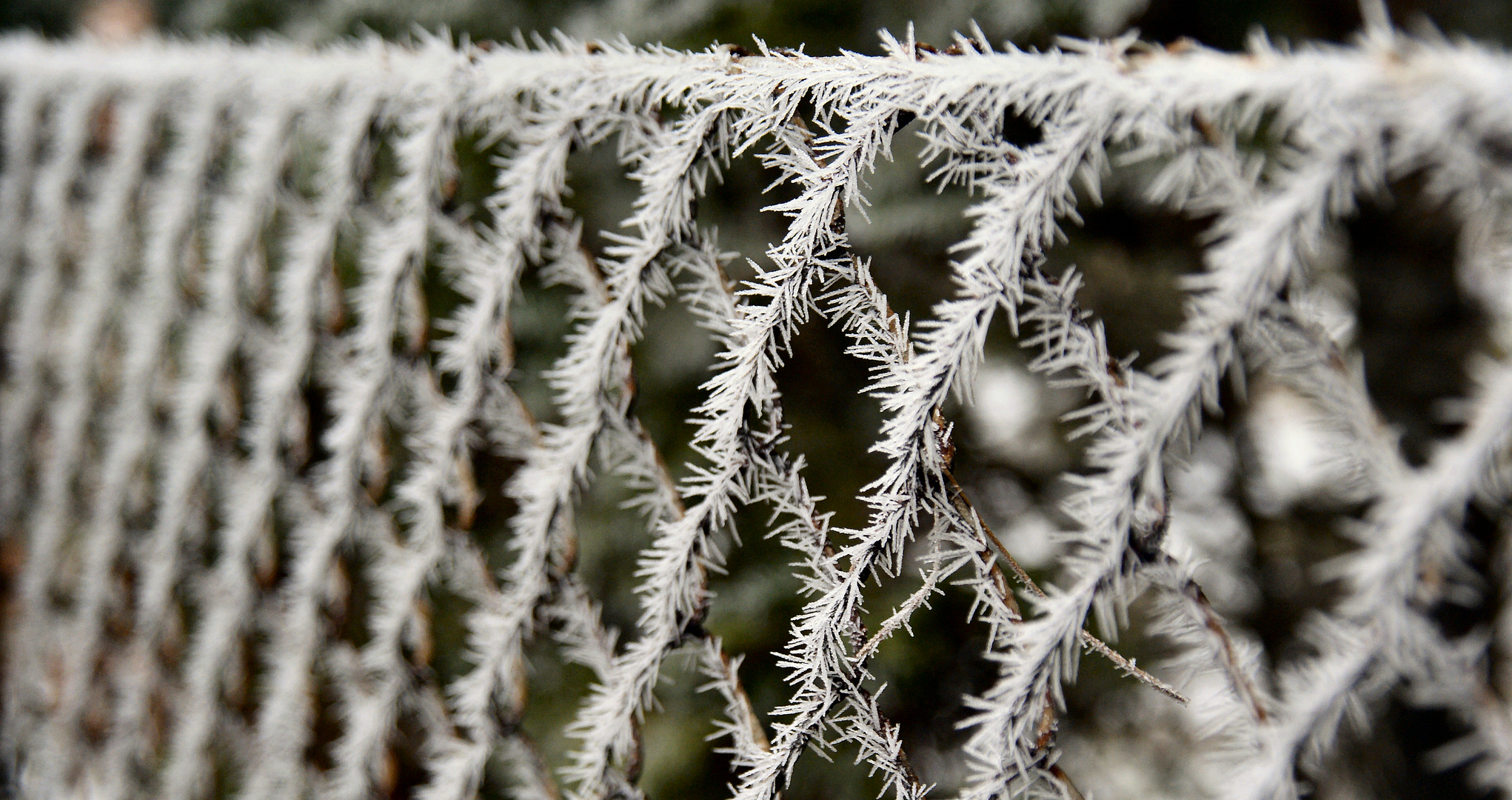 "Stacheldrahtzaun"