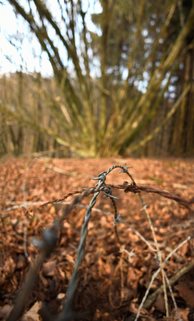 Stacheldrahtzaun im Wald