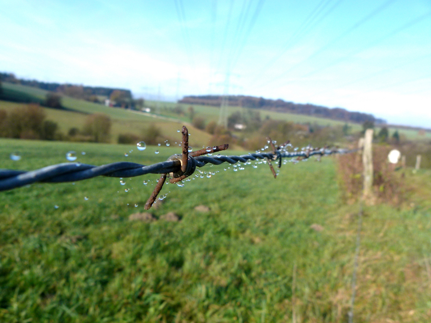 Stacheldrahtzaun in the morning