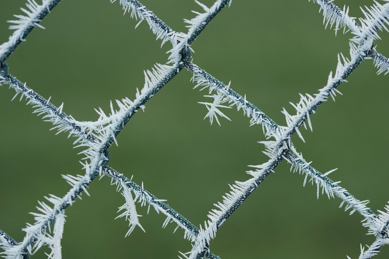 Stacheldrahtzaun mal anders....