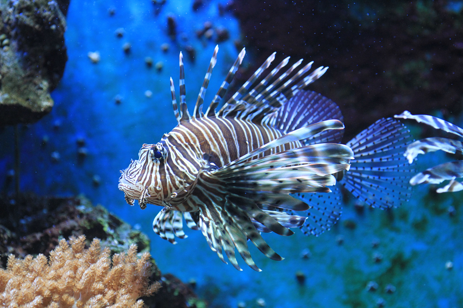 Stachelfisch Foto & Bild tiere, zoo, wildpark & falknerei, zoo fische Bilder auf