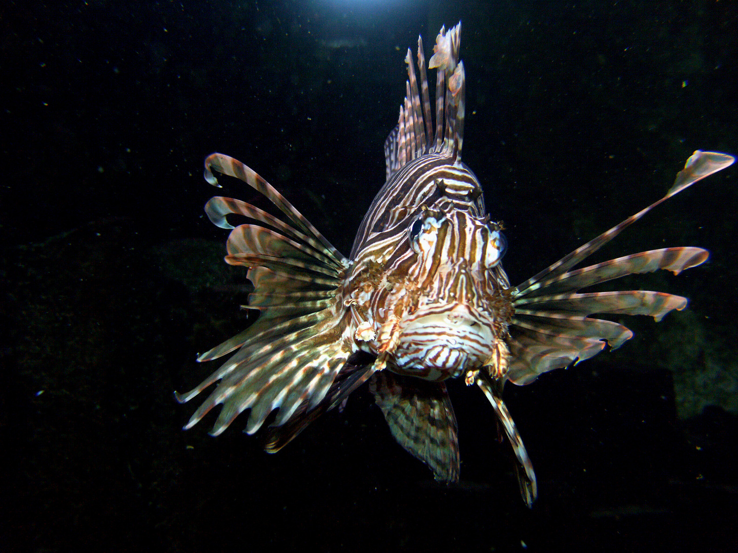 Stachelfisch Foto & Bild tiere, zoo, wildpark & falknerei, zoo fische Bilder auf