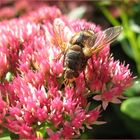 Stachelfliege im Spätsommer