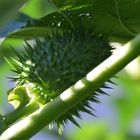 Stachelfrucht Datura 