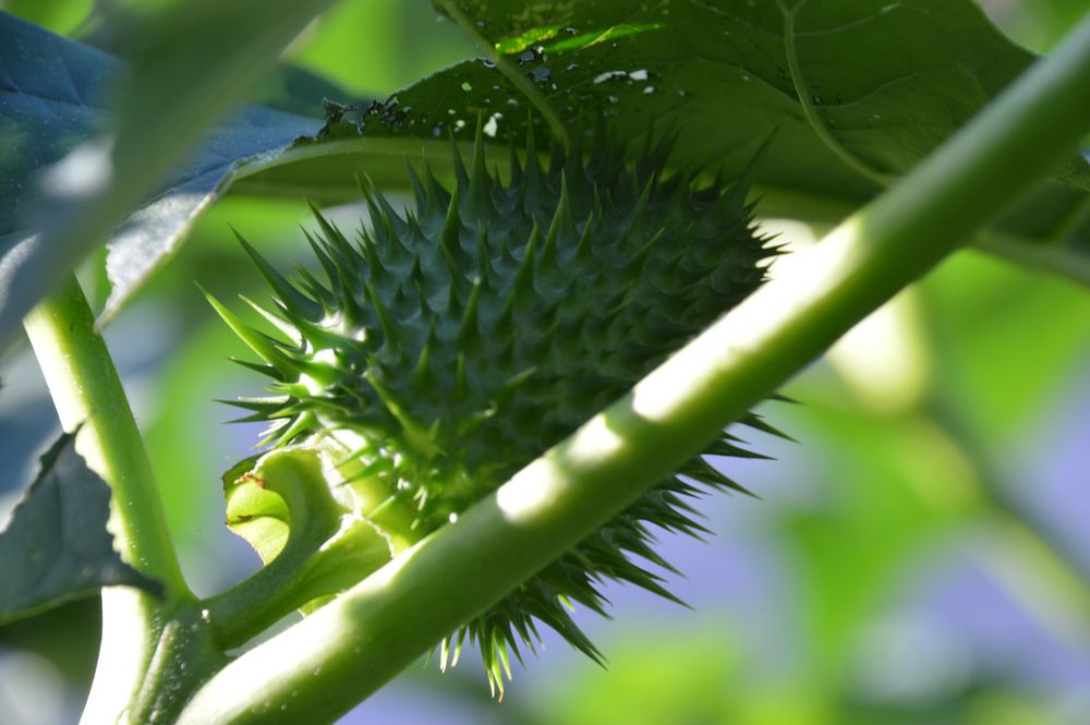 Stachelfrucht Datura Foto & Bild sommer, frucht, garten Bilder auf