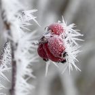 Stachelfrüchte