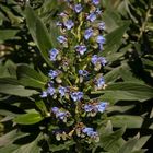 Stachelfrüchtiger Natternkopf - Echium acanthocarpum