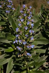 Stachelfrüchtiger Natternkopf - Echium acanthocarpum