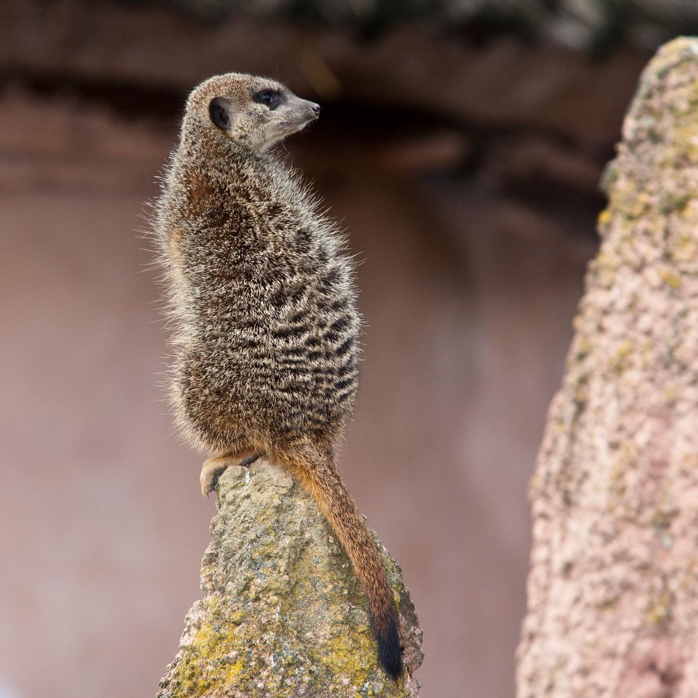 Stachelhörnchen