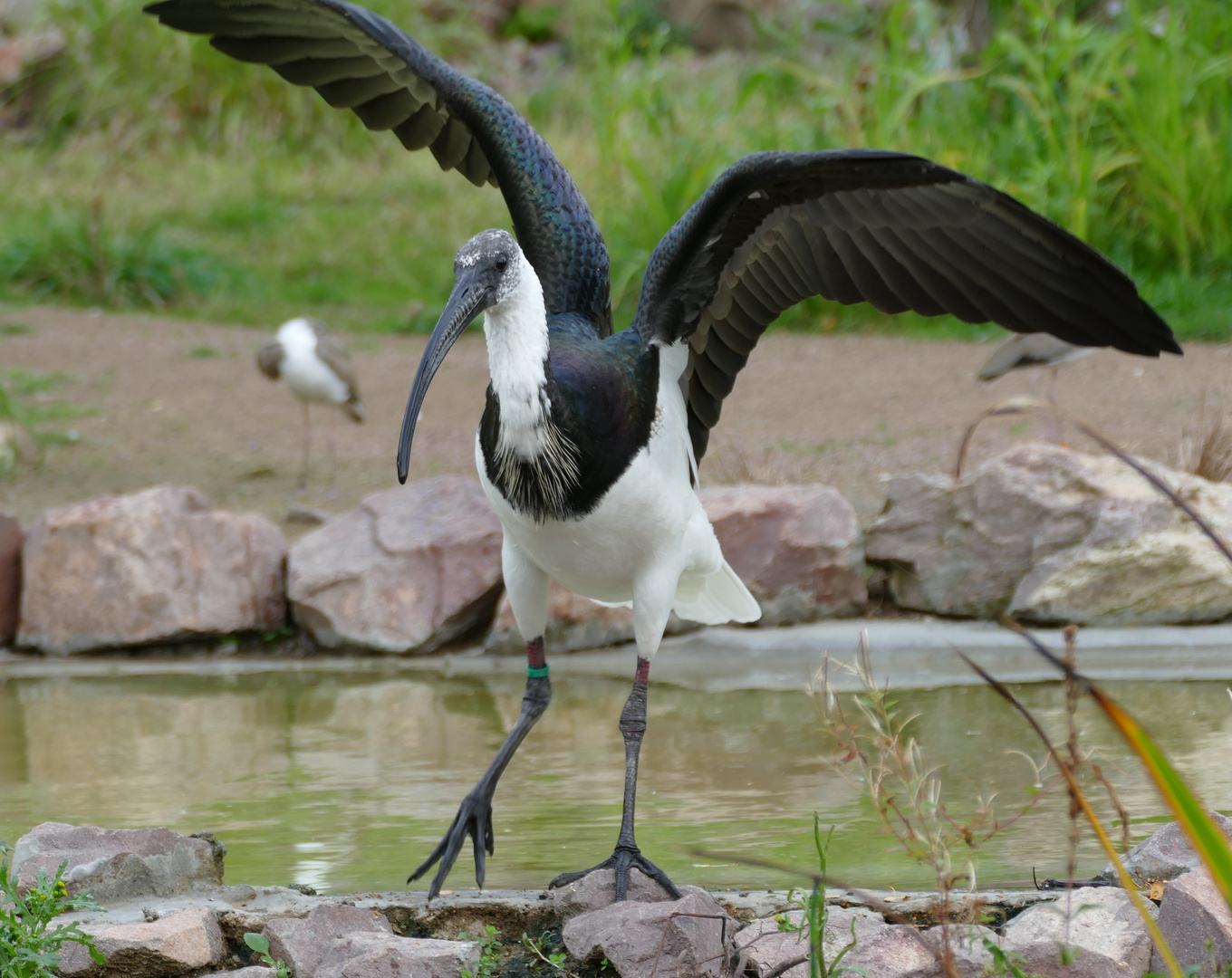 Stachelibis im Duisburger Zoo 