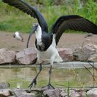 Stachelibis im Duisburger Zoo 