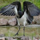 Stachelibis im Duisburger Zoo 