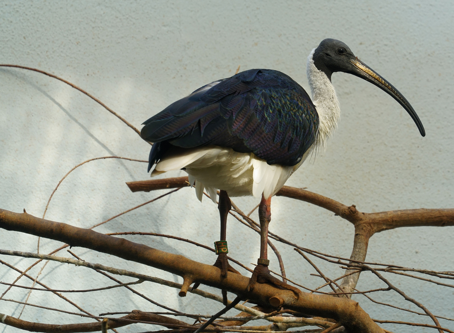 Stachelibis (Threskiornis spinicollis)