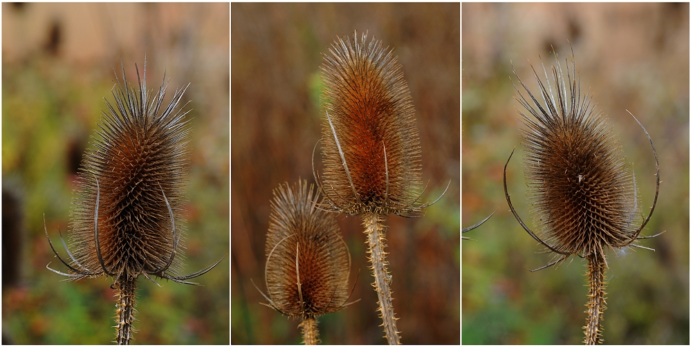 stachelig