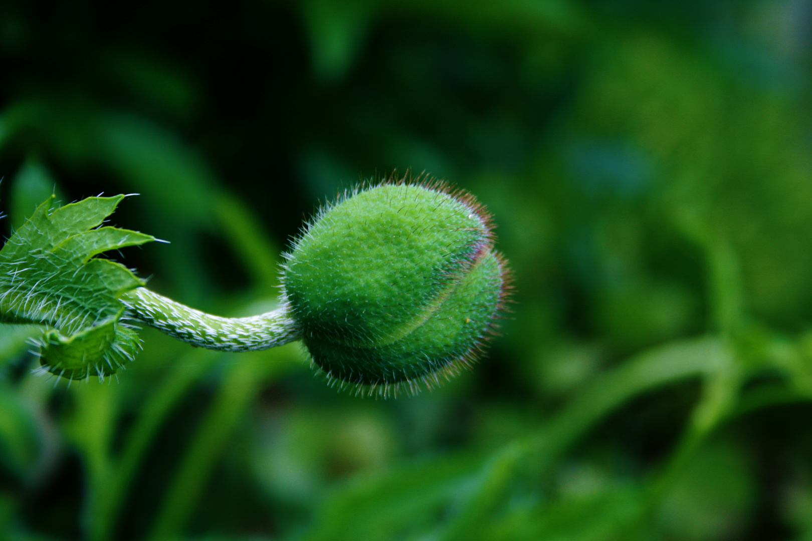 stachelig...