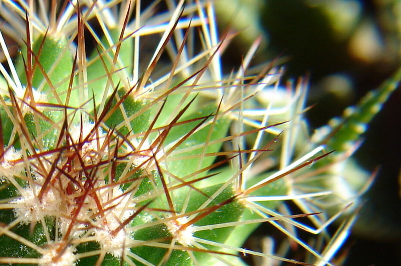 Stachelig Foto Bild Pflanzen Pilze Flechten Kakteen Sukkulenten Natur Bilder Auf Fotocommunity