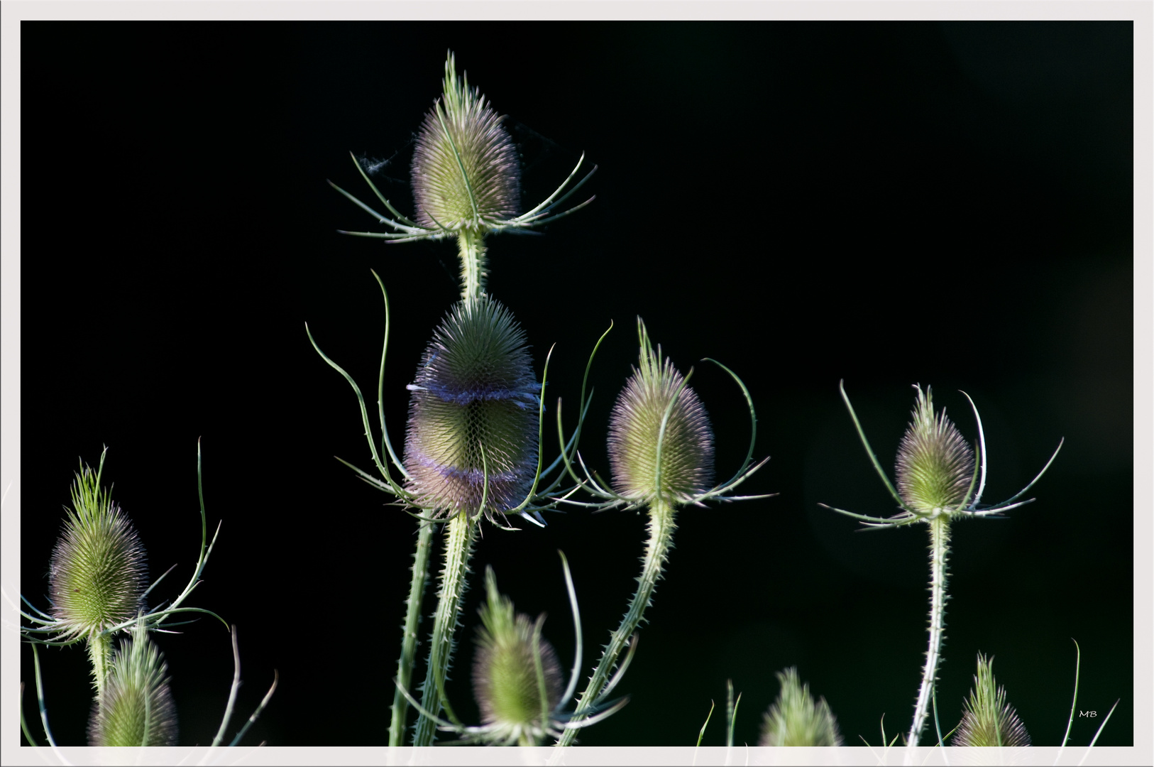 Stachelig.....