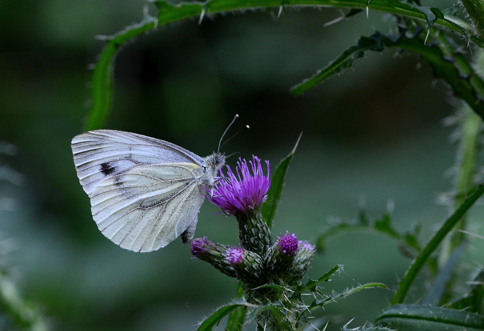 Stachelig