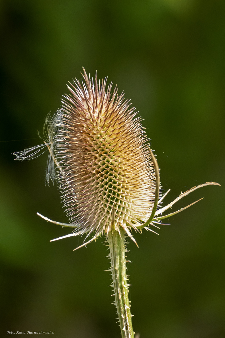 Stachelig