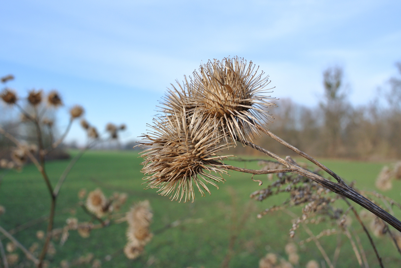 stachelig