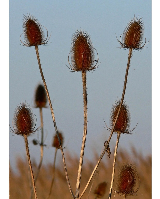 Stachelig