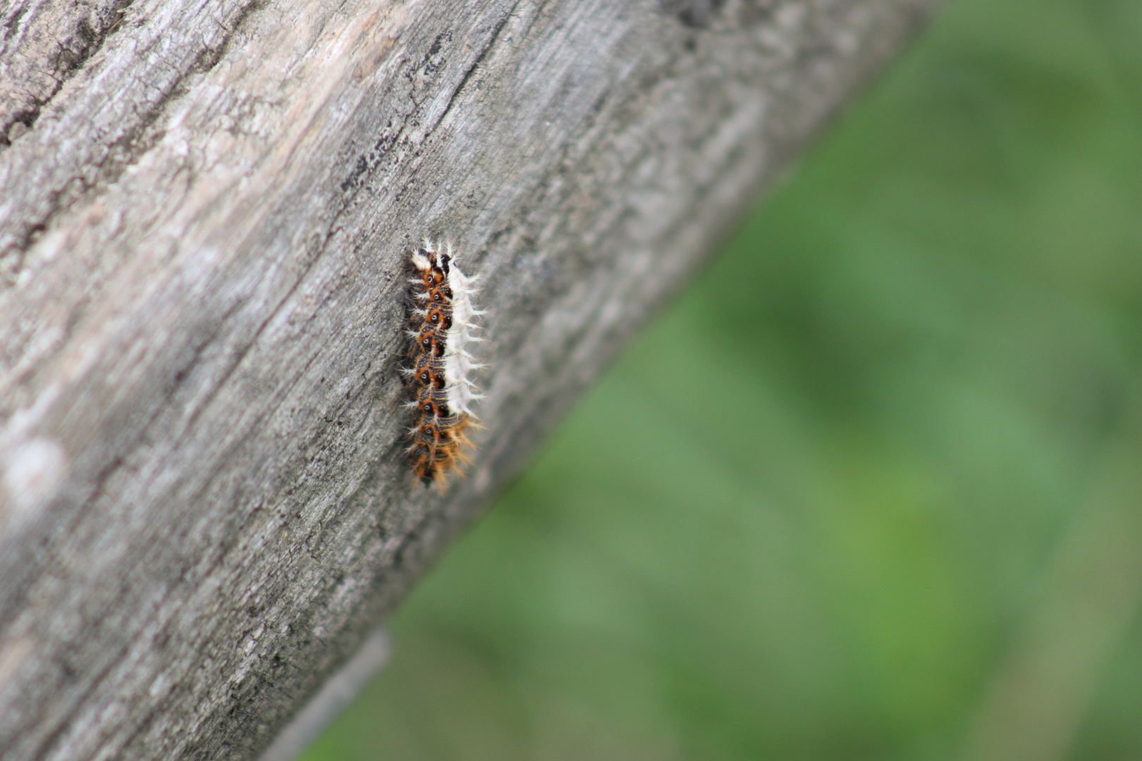 Stachelig