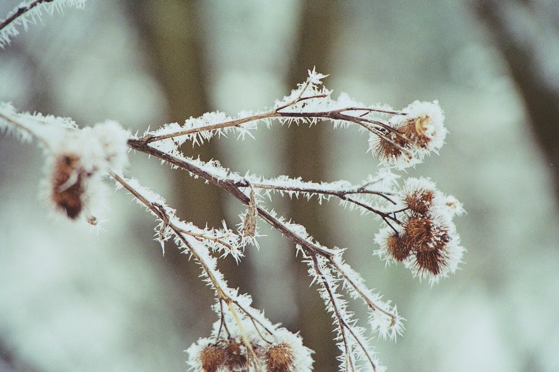 Stachelig am Morgen