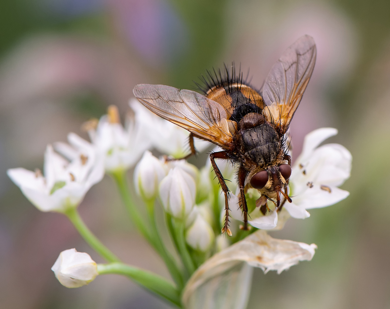 Stachelig Foto & Bild sommer, makro, natur Bilder auf
