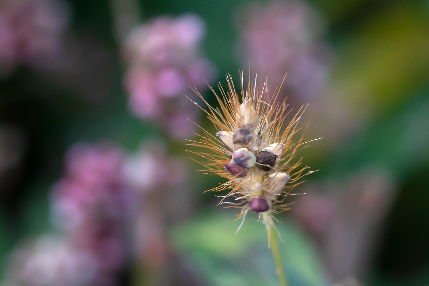 Stachelig