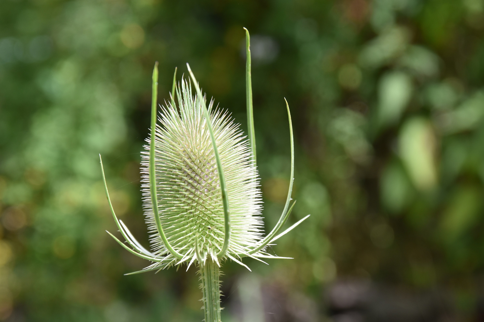 Stachelig