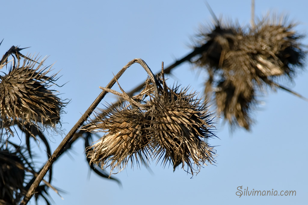 stachelig