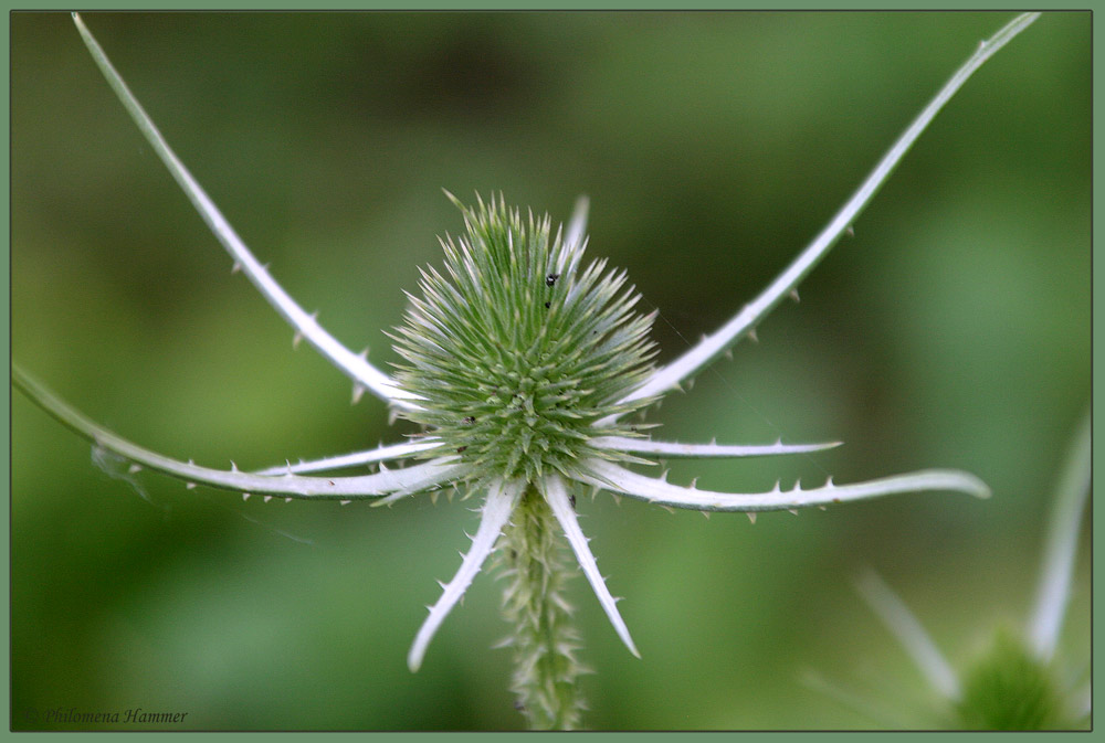 Stachelig ...!