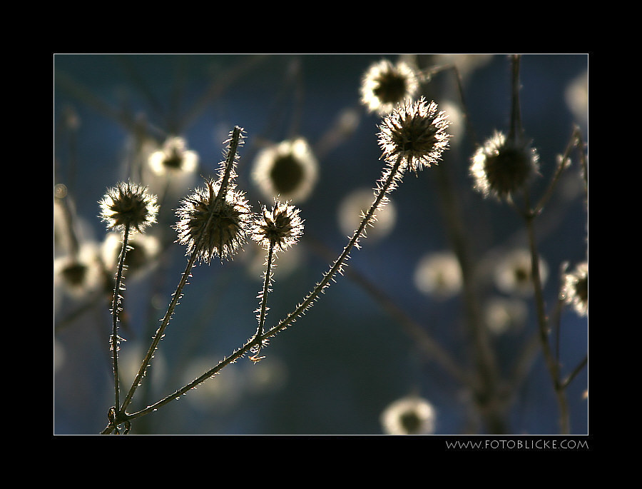 ... stachelig ...