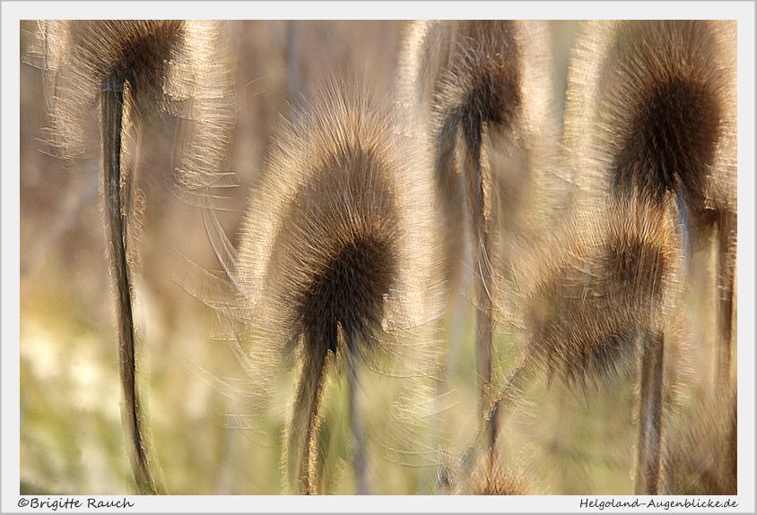 Stachelig