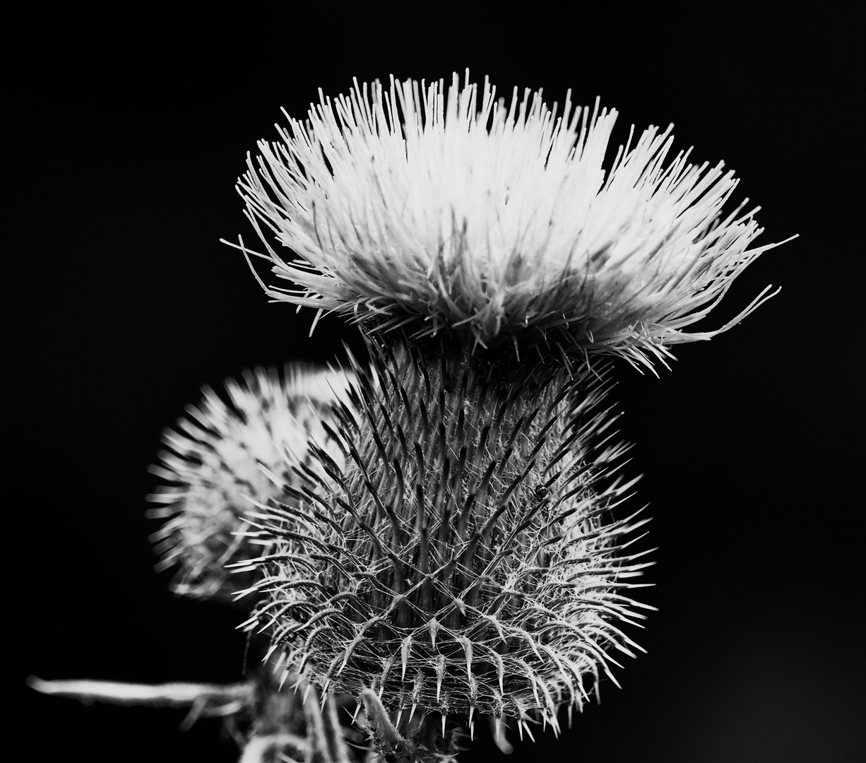 ... stachelig