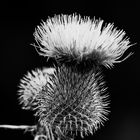 ... stachelig