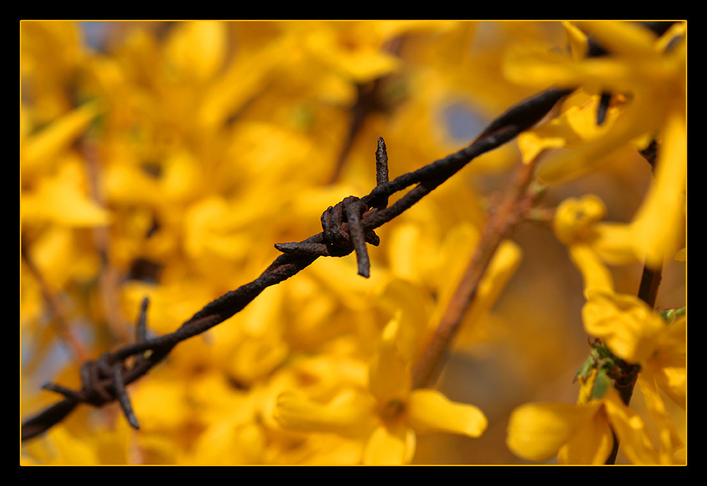 Stachelig