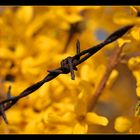 Stachelig