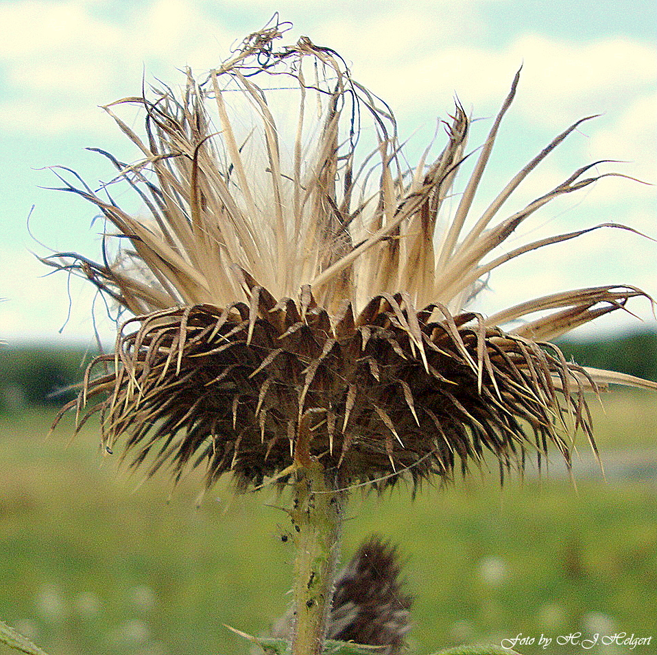 Stachelig